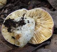 Russula basifurcata image