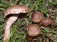 Pholiota terrestris image