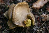 Boletus chrysenteron image