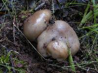 Russula amoenolens image