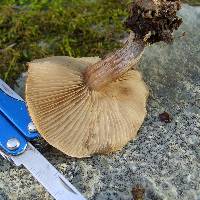 Pholiota lenta image