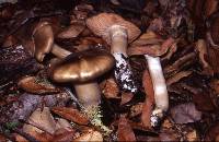 Entoloma ferruginans image