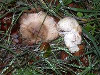 Agaricus californicus image