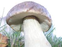 Leccinum cyaneobasileucum image