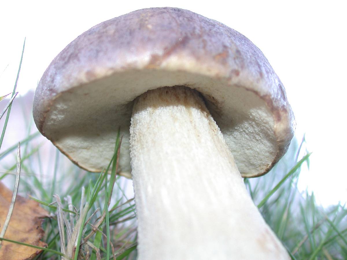Leccinum cyaneobasileucum image