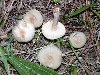 Clitocybe fragrans image