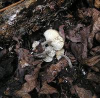 Clitocybe tenuissima image