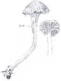 Hygrocybe russocoriacea image