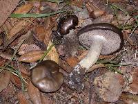 Entoloma ferruginans image