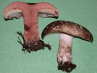 Russula dissimulans image