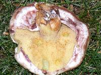 Suillus luteus image