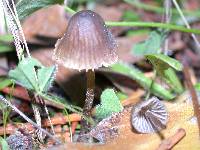 Mycena leptocephala image