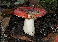 Russula cremoricolor image