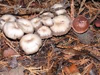 Clitocybe pseudodicolor image