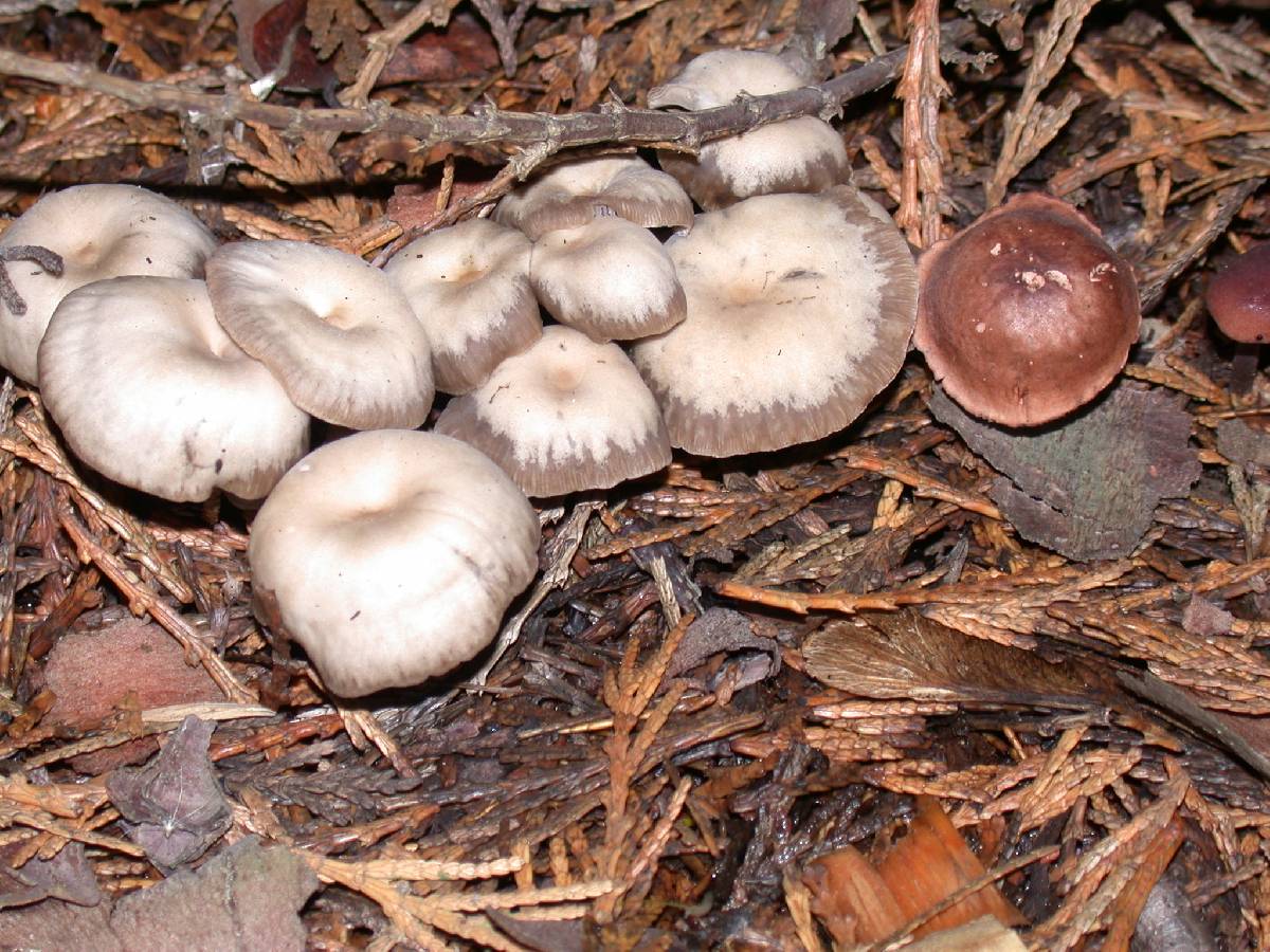 Clitocybe pseudodicolor image