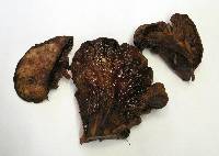 Fistulina hepatica image