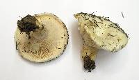 Lactarius resimus image