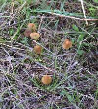 Mycena abramsii image
