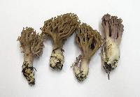 Ramaria violaceibrunnea image