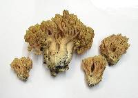 Ramaria formosa image