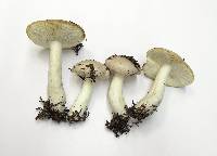 Russula stuntzii image