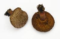 Boletus amylosporus image