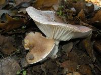 Hygrocybe brunnea image