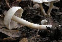 Inocybe whitei image