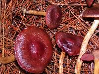 Cortinarius smithii image