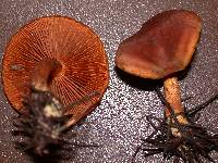 Cortinarius cinnamomeus image