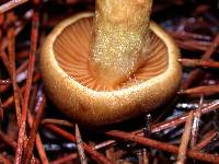 Dermocybe zakii image