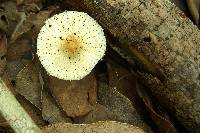 Leucocoprinus longistriatus image