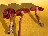 Cortinarius smithii image