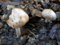 Inocybe whitei image