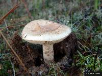 Amanita curtipes image