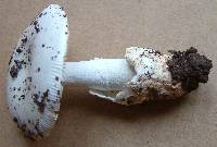 Amanita lactea image