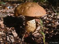 Boletus luridus image