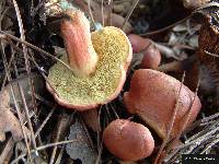 Boletus armeniacus image