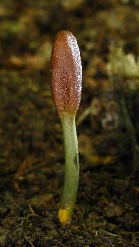 Elaphocordyceps ophioglossoides image