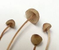 Mycena sanguinolenta image