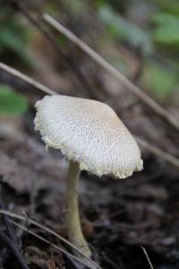 Lepiota clypeolaria image