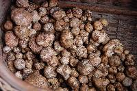 Tuber gibbosum image