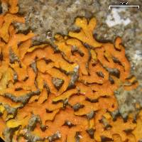 Xanthoria elegans image