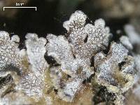 Physconia enteroxantha image