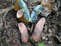 Boletus luridiformis image