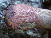 Boletus luridiformis image