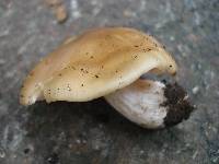 Entoloma bicolor image