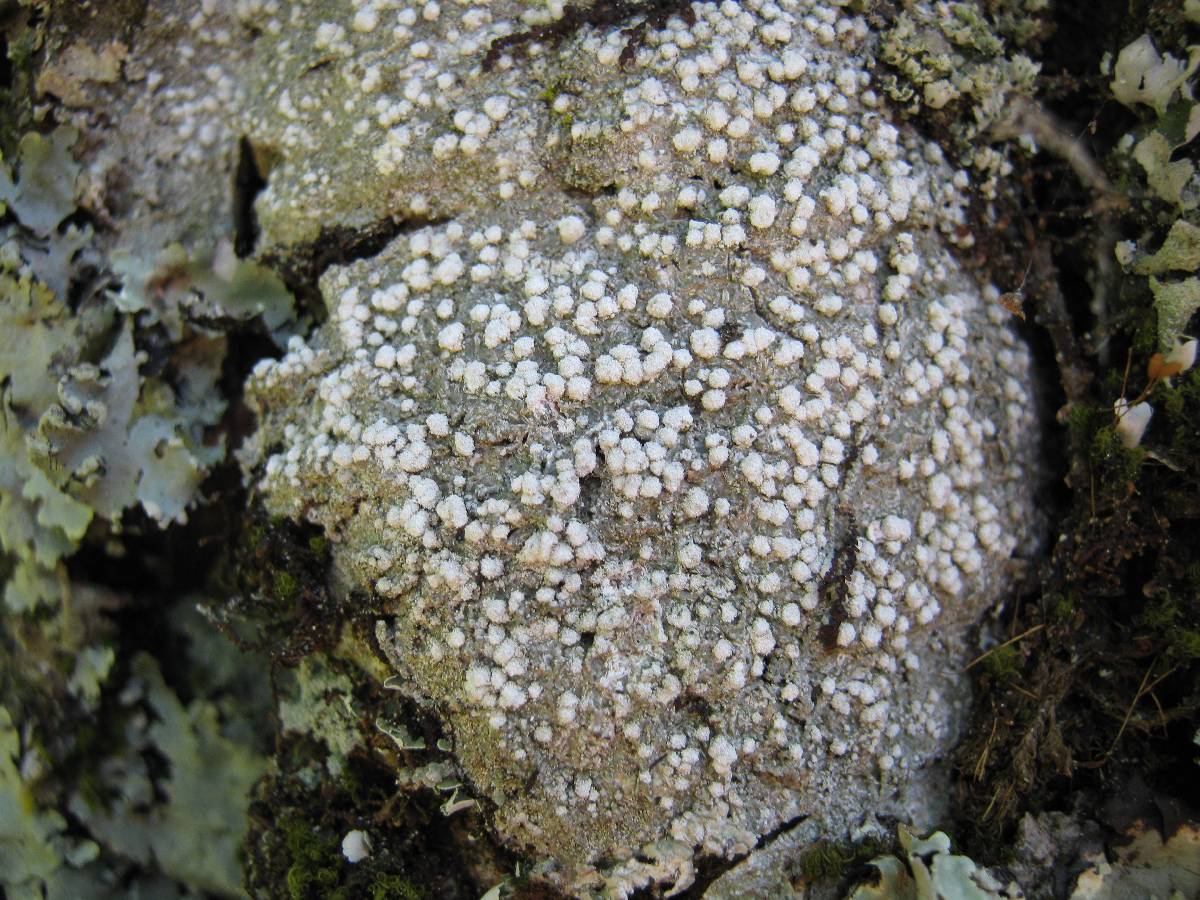 Pertusaria coccodes image