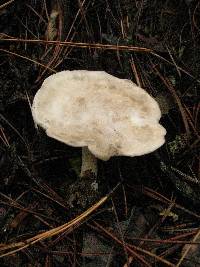 Clitopilus prunulus image