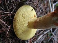 Boletus ferrugineus image